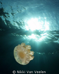 Upside down jellyfish and sunburst taken at Marsa Bareika... by Nikki Van Veelen 